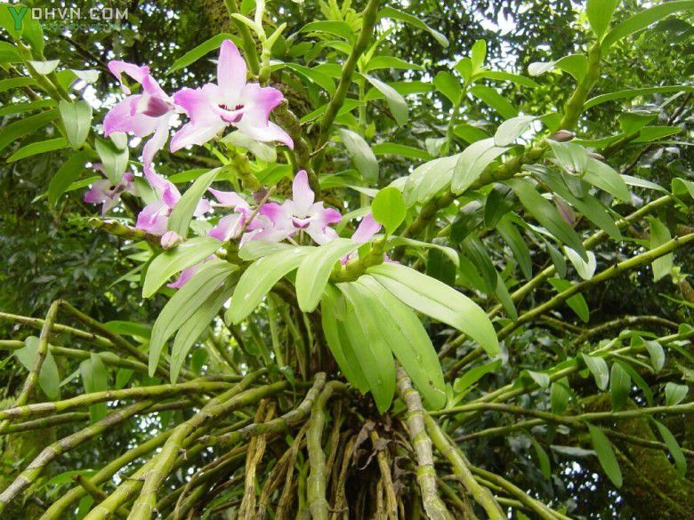Cây Thạch hộc. Dendrobium nobile  - Cây Thuốc Nam Quanh Ta